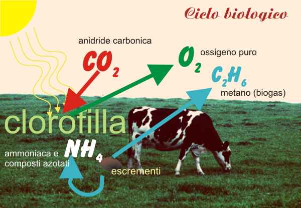 Ciclo biologico